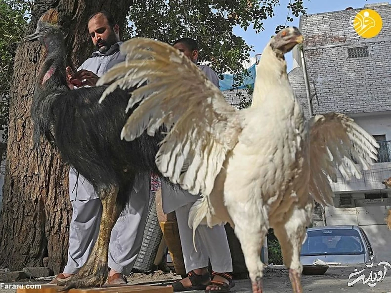 (تصاویر) تاکسیدرمی حیوانات خانگی پس از مرگ